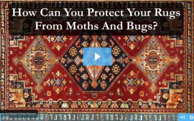 Protect Your Rugs From Moths and Bugs