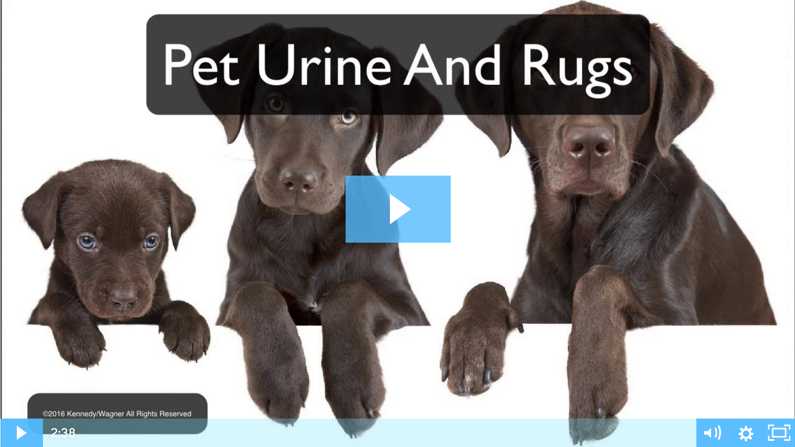 Pet Urine