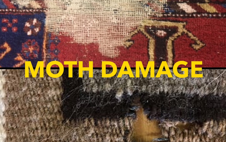 Moths and Rug Cleaning: Protecting Your Wool from Unwanted Guests