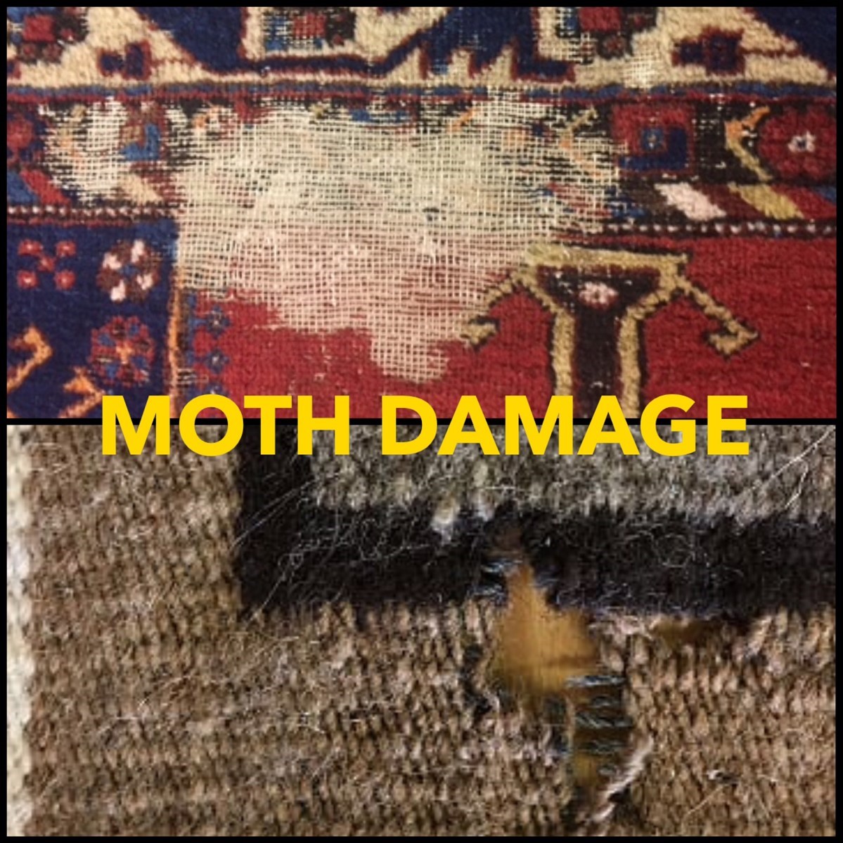 Rug Moth Prevention MD-DC-VA - Wool Rug Moth Protection